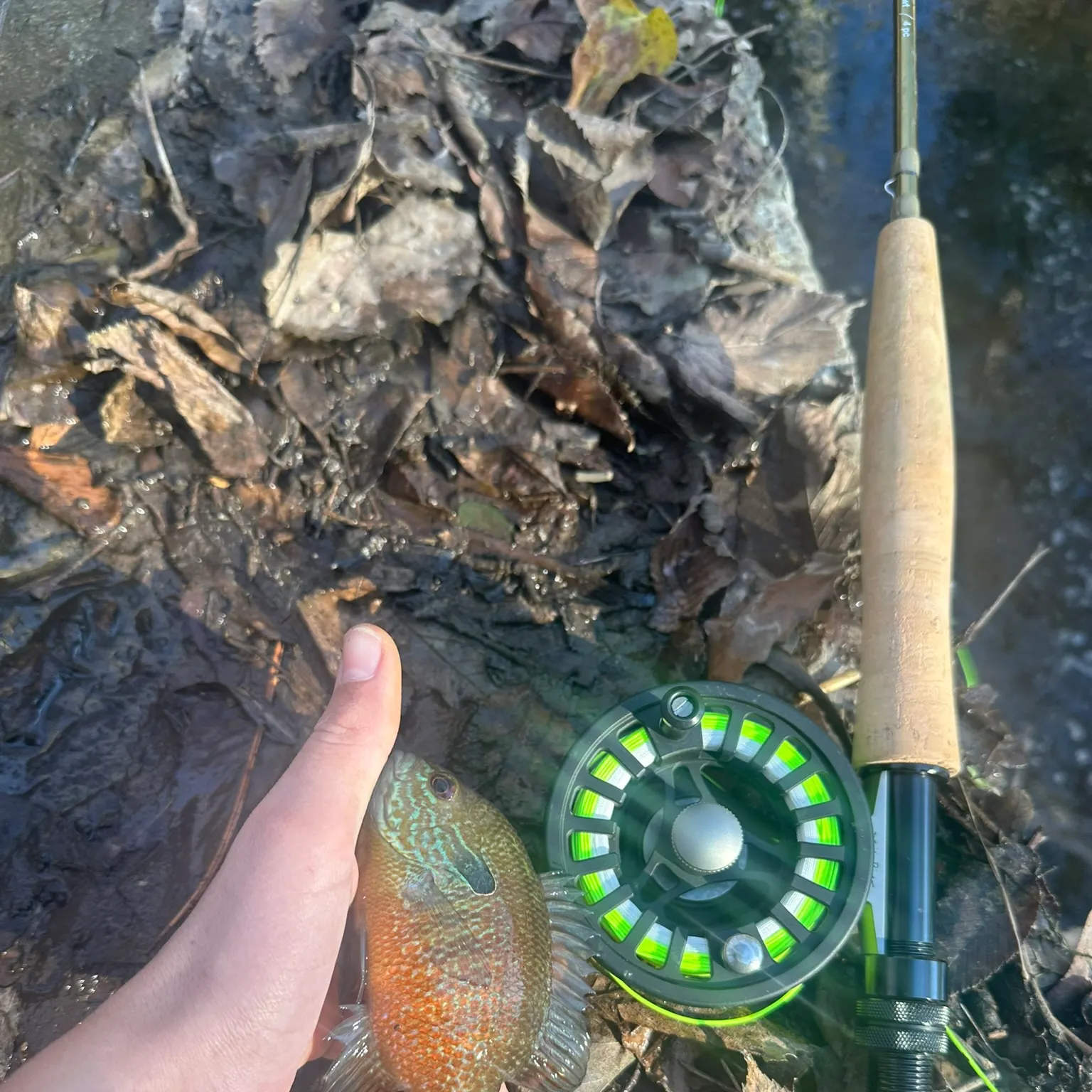 The most recent Longear sunfish catches on Fishbrain