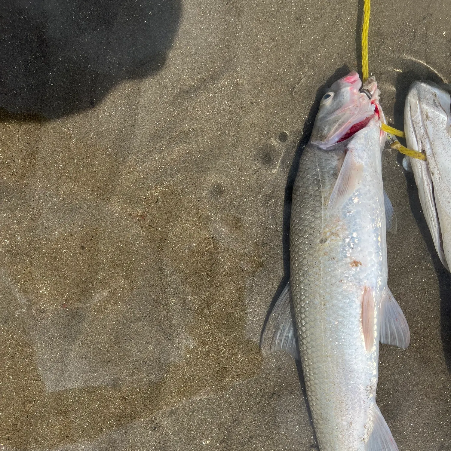 The most recent Splittail catches on Fishbrain