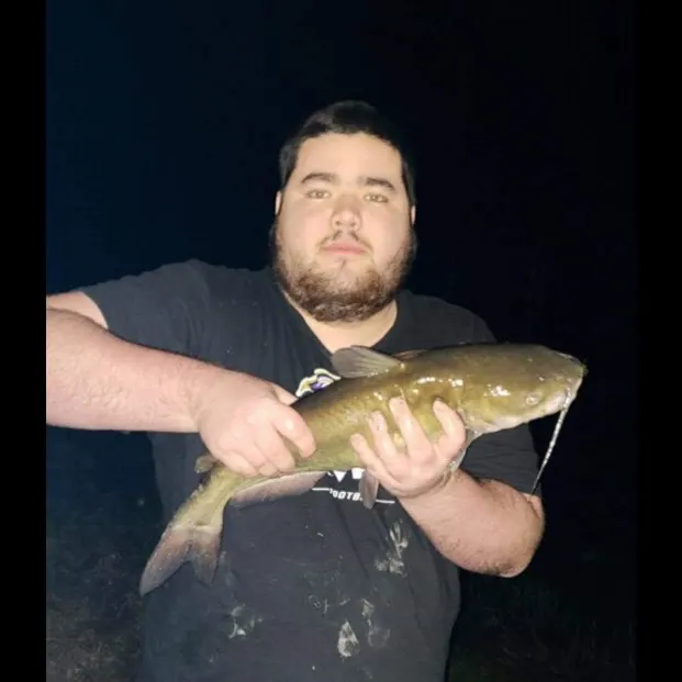 Flathead catfish caught on Fishbrain