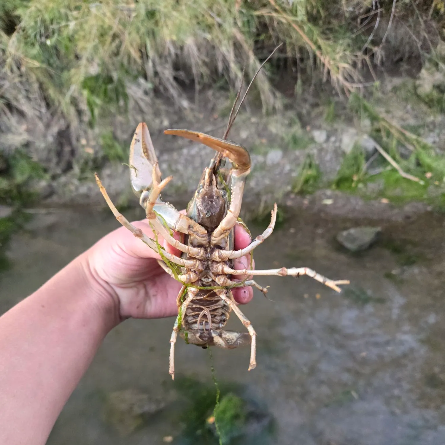 Fish caught on Fishbrain