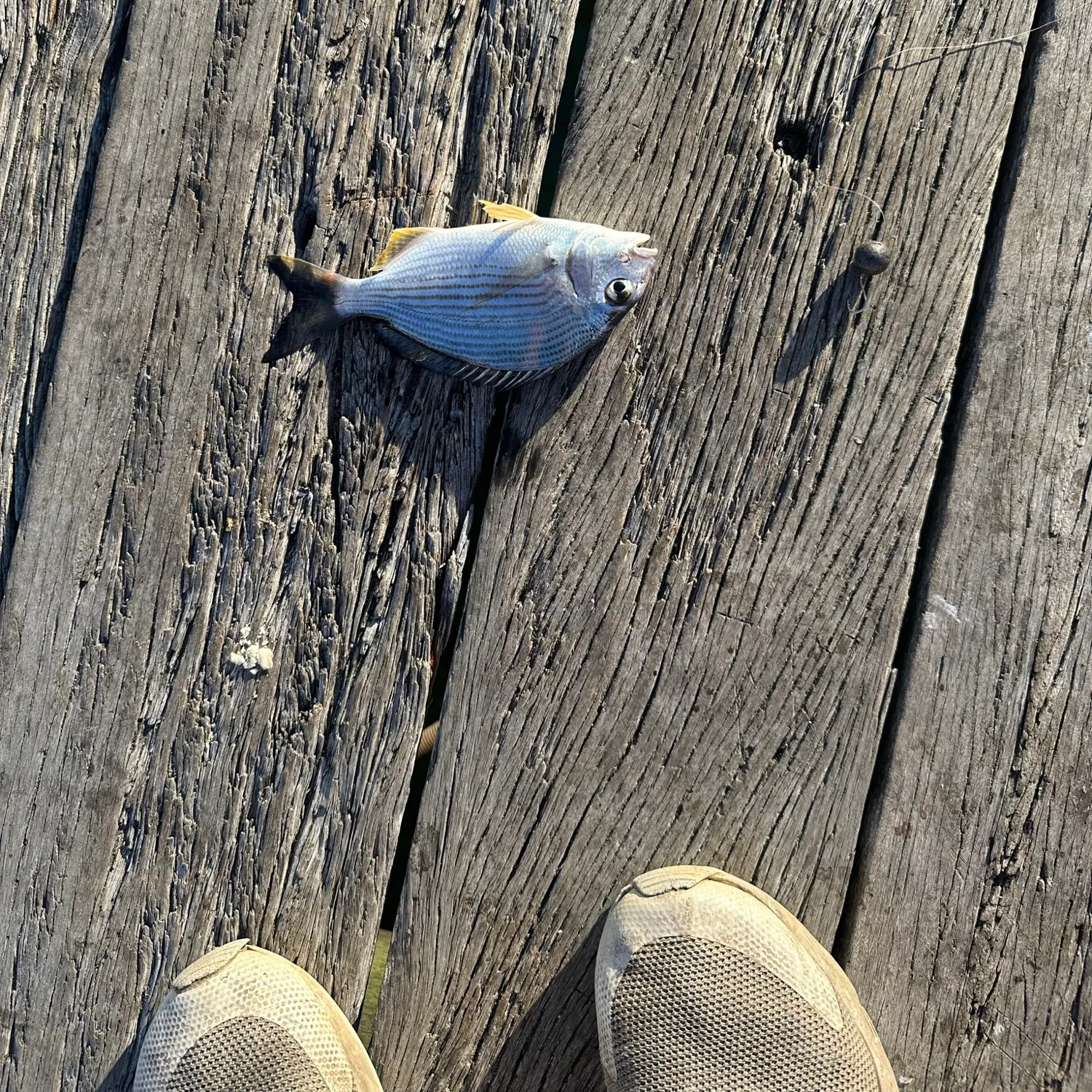 The most recent Surf bream catches on Fishbrain