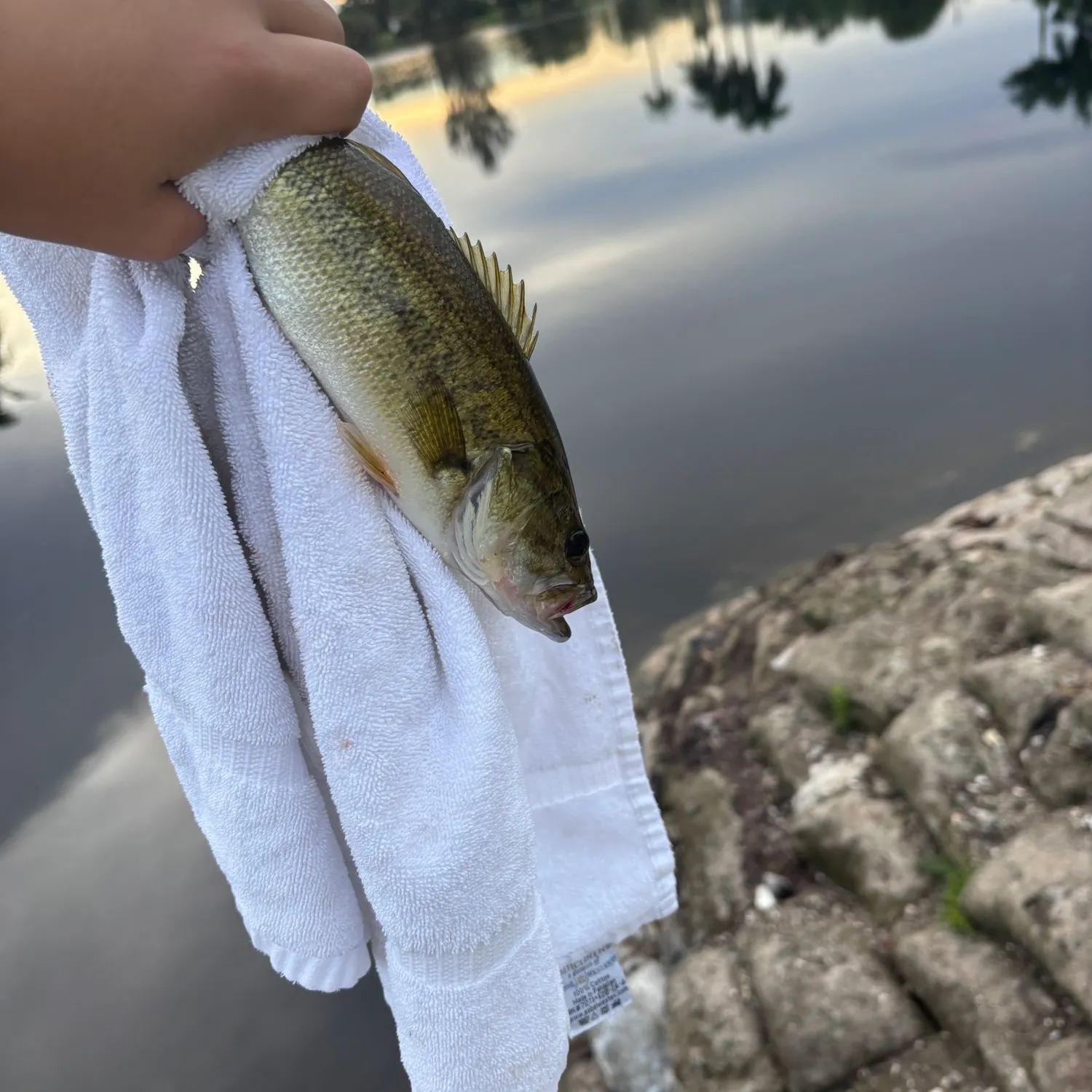 Largemouth bass caught on Fishbrain