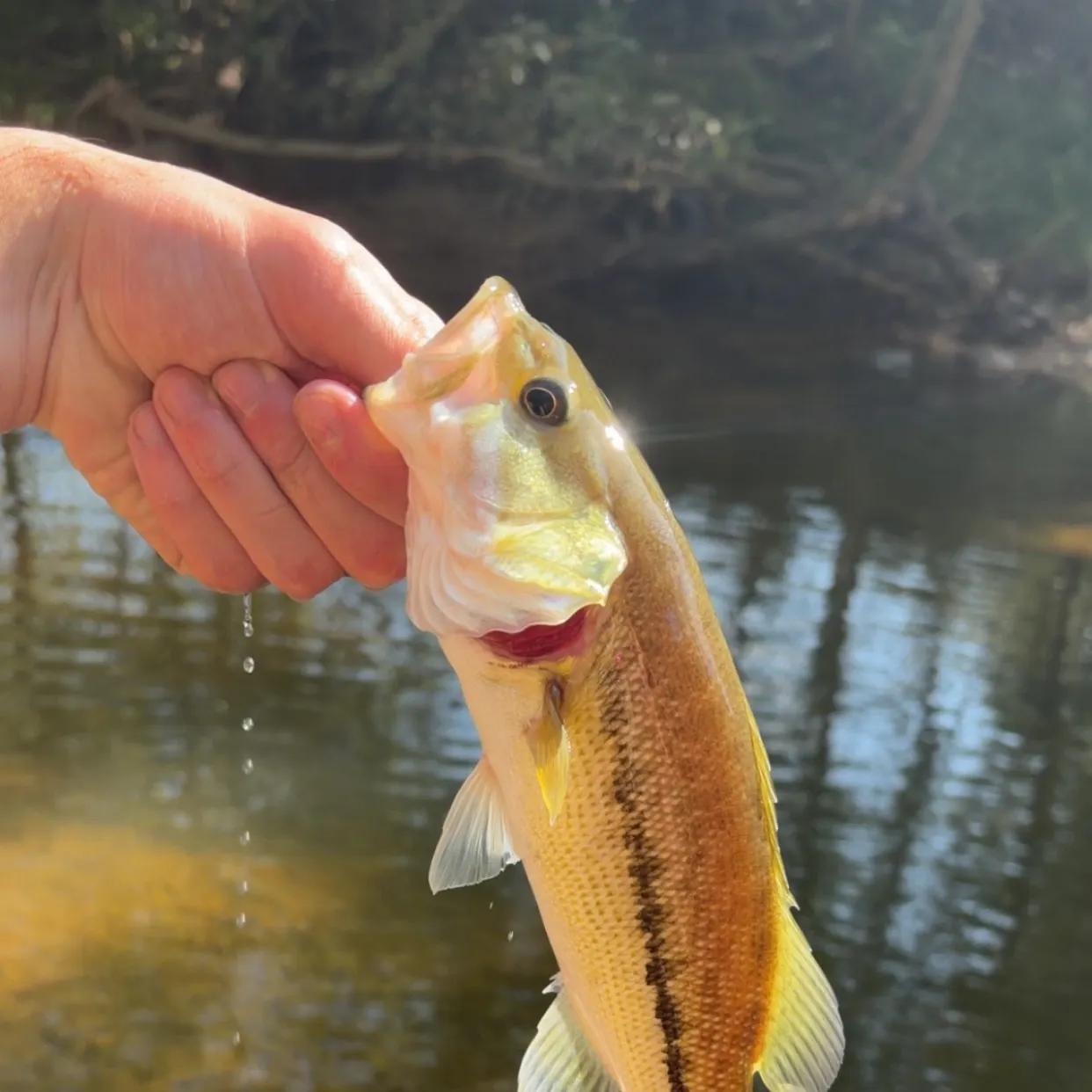 Spotted bass caught on Fishbrain