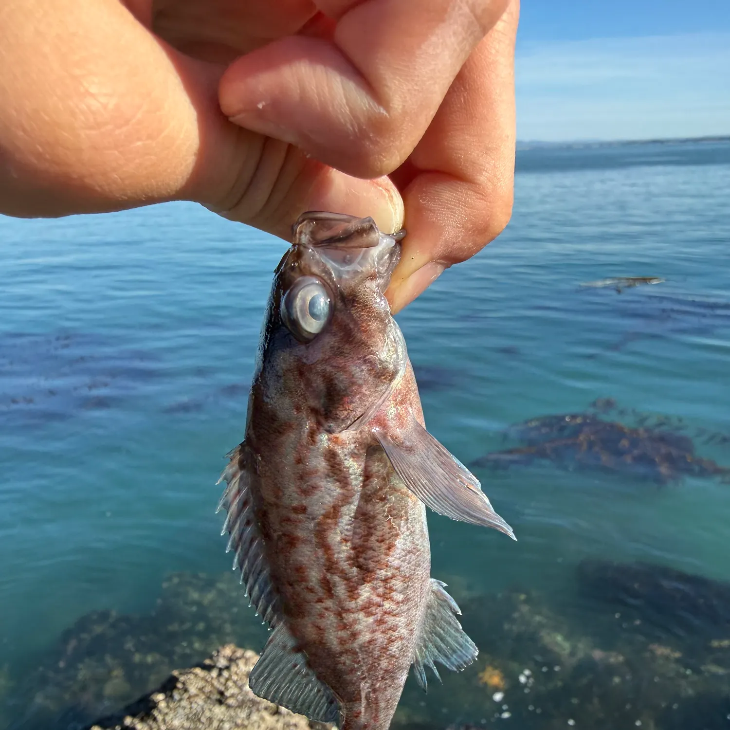 The most recent Blue rockfish catches on Fishbrain