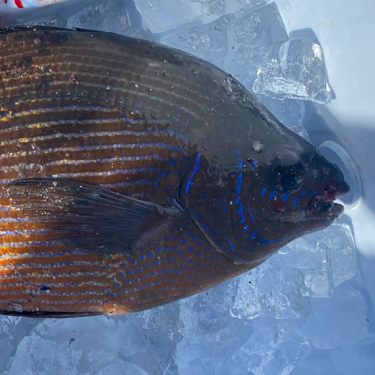 The most recent Striped seaperch catches on Fishbrain