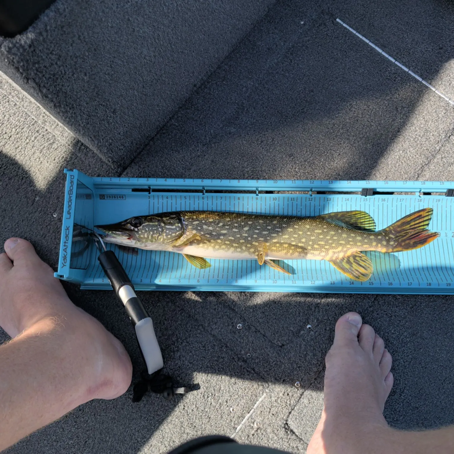 Northern pike caught on Fishbrain