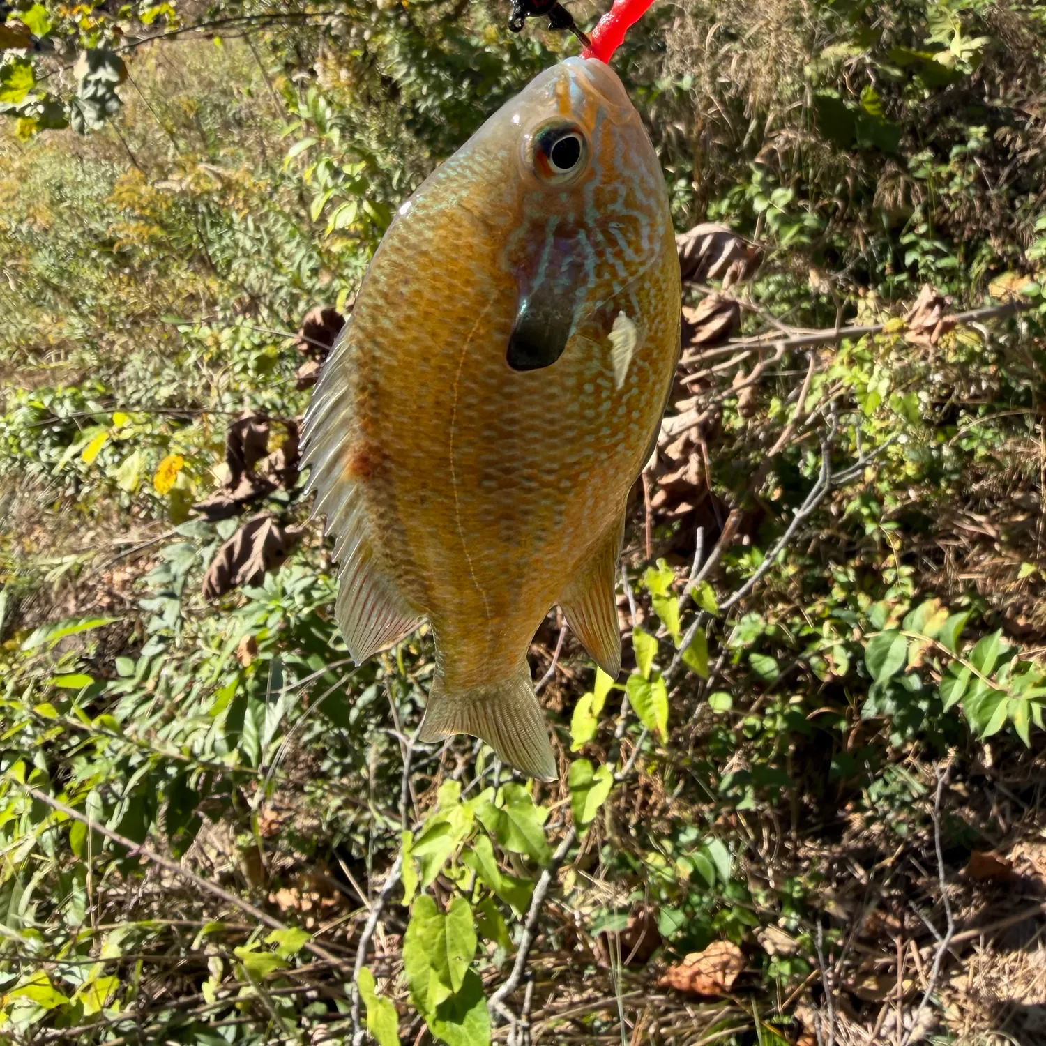 Longear sunfish caught on Fishbrain