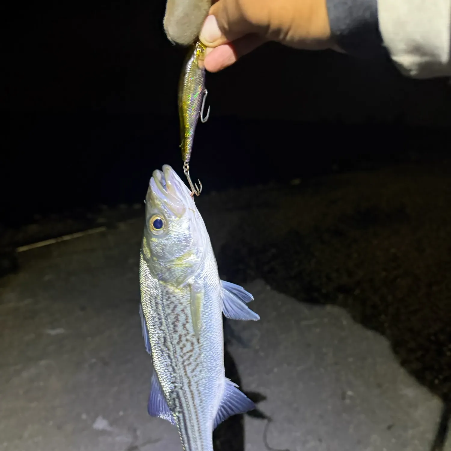 Striped bass caught on Fishbrain