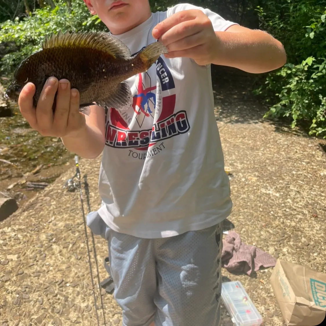 Bluegill caught on Fishbrain