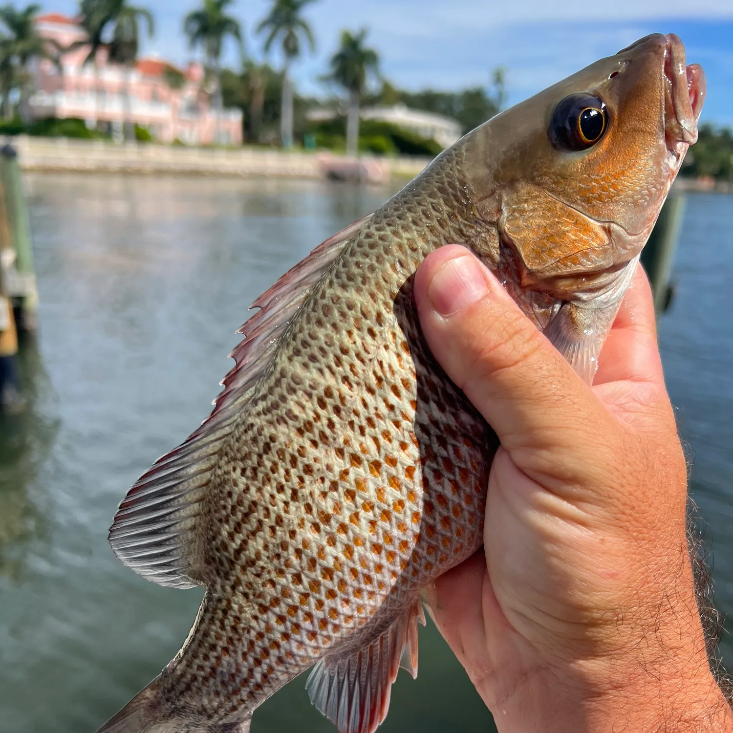 Mangrove snapper caught on Fishbrain
