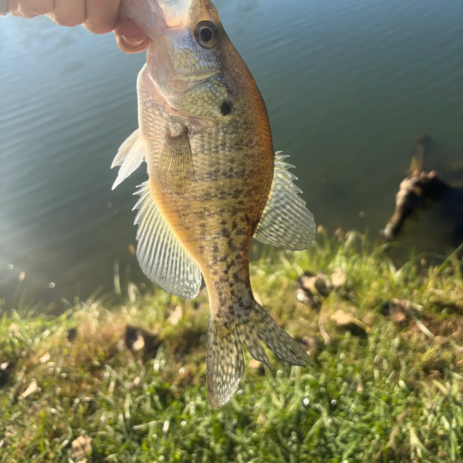 White crappie caught on Fishbrain