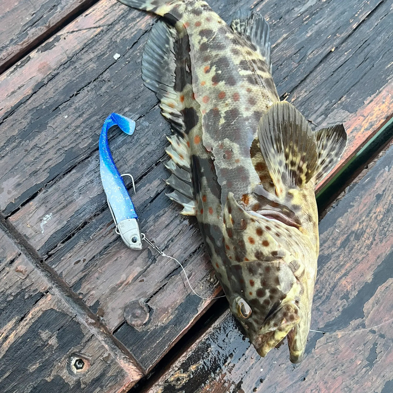The most popular recent Longfin grouper catch on Fishbrain
