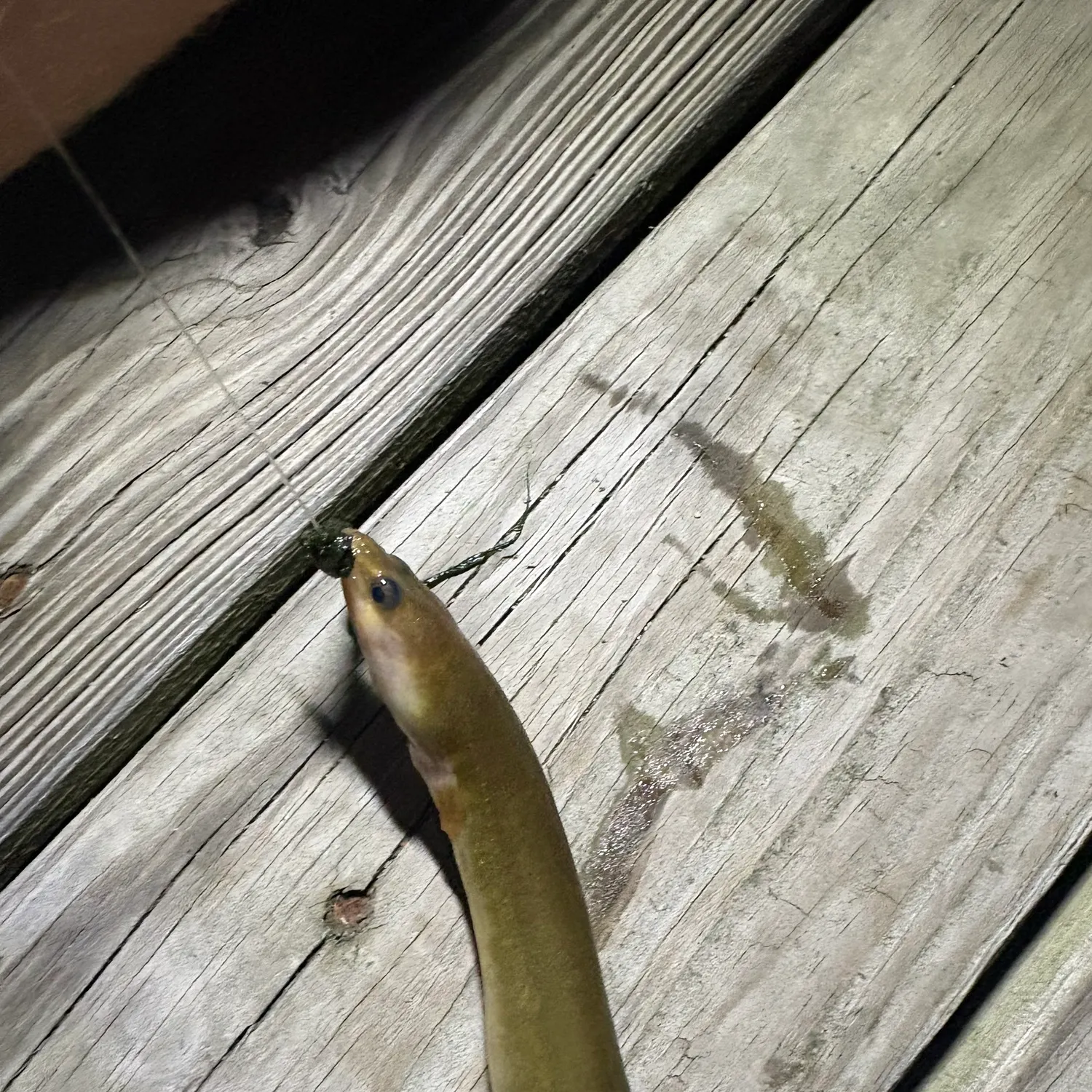 American eel caught on Fishbrain