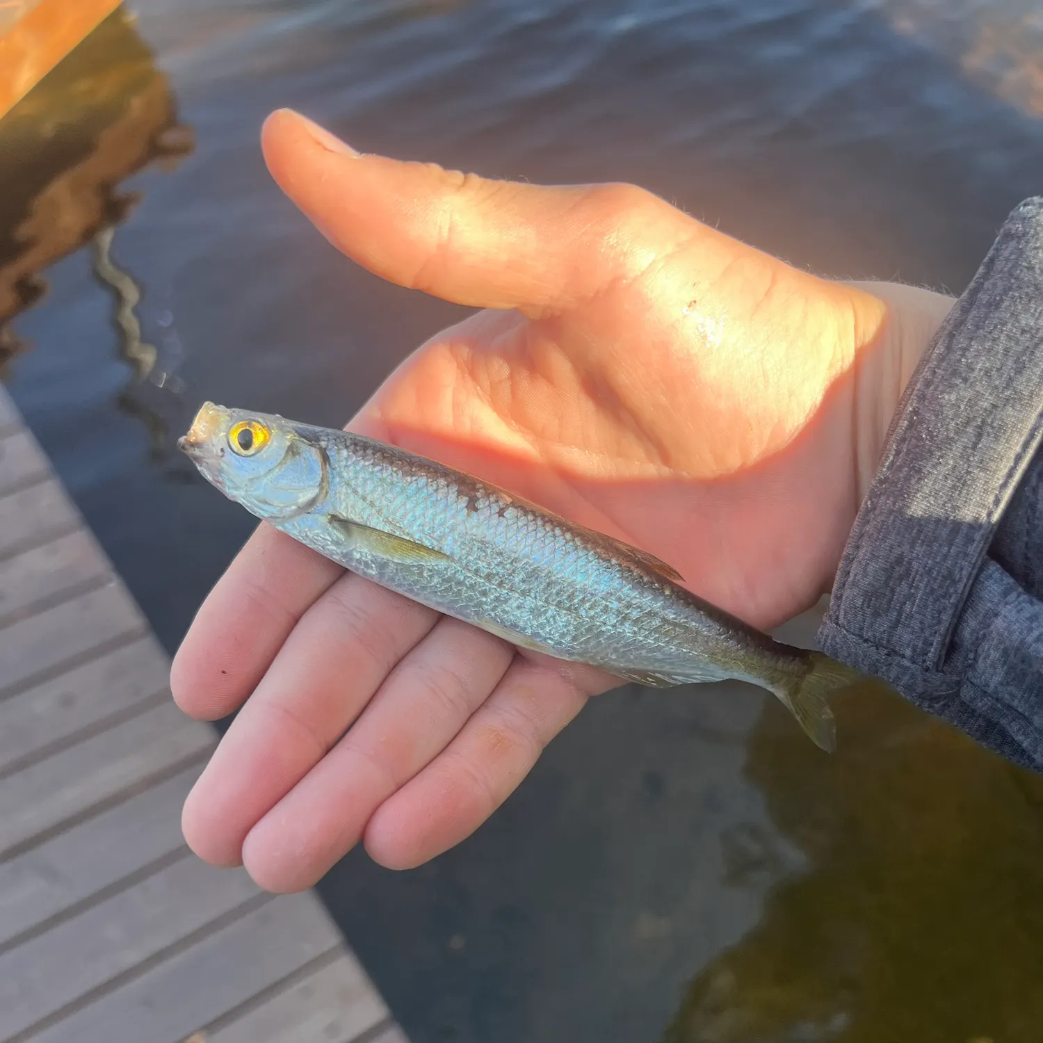 Atlantic herring caught on Fishbrain