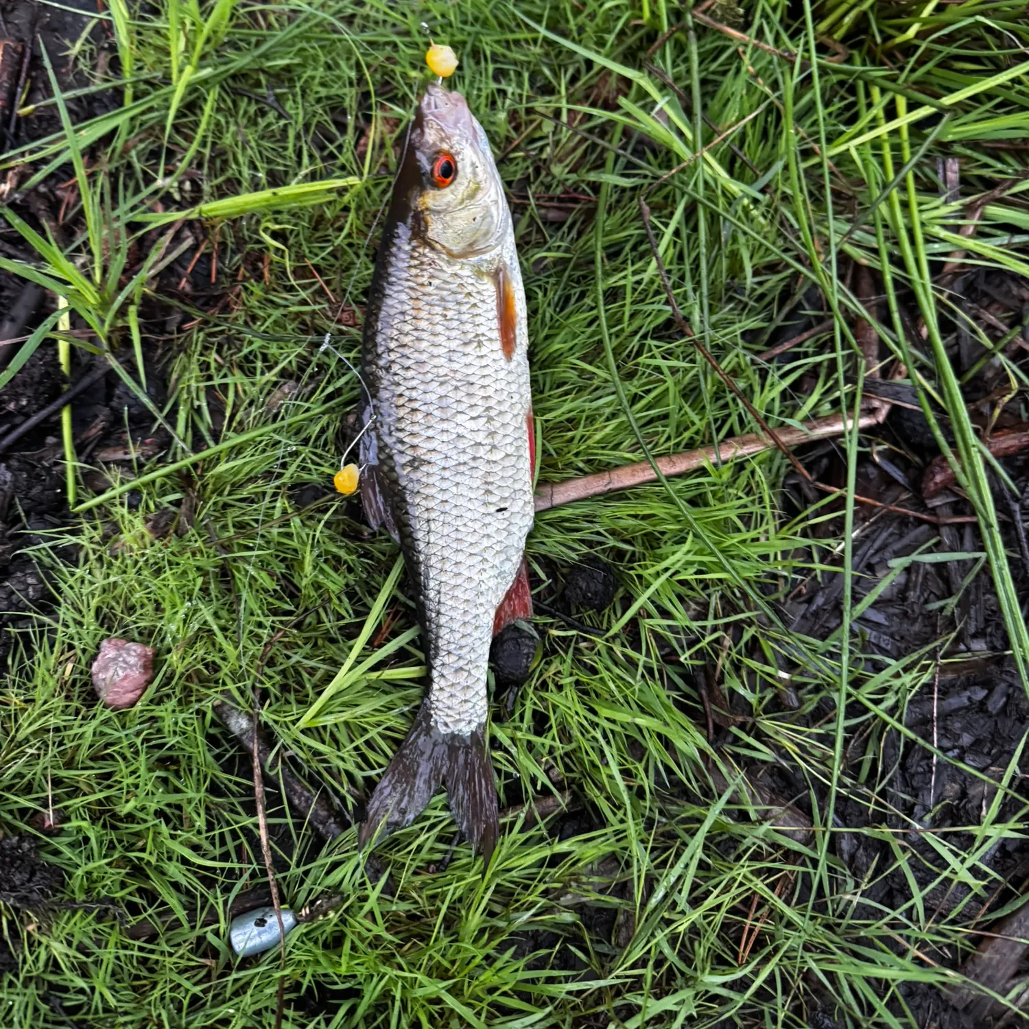 The most recent Common roach catches on Fishbrain