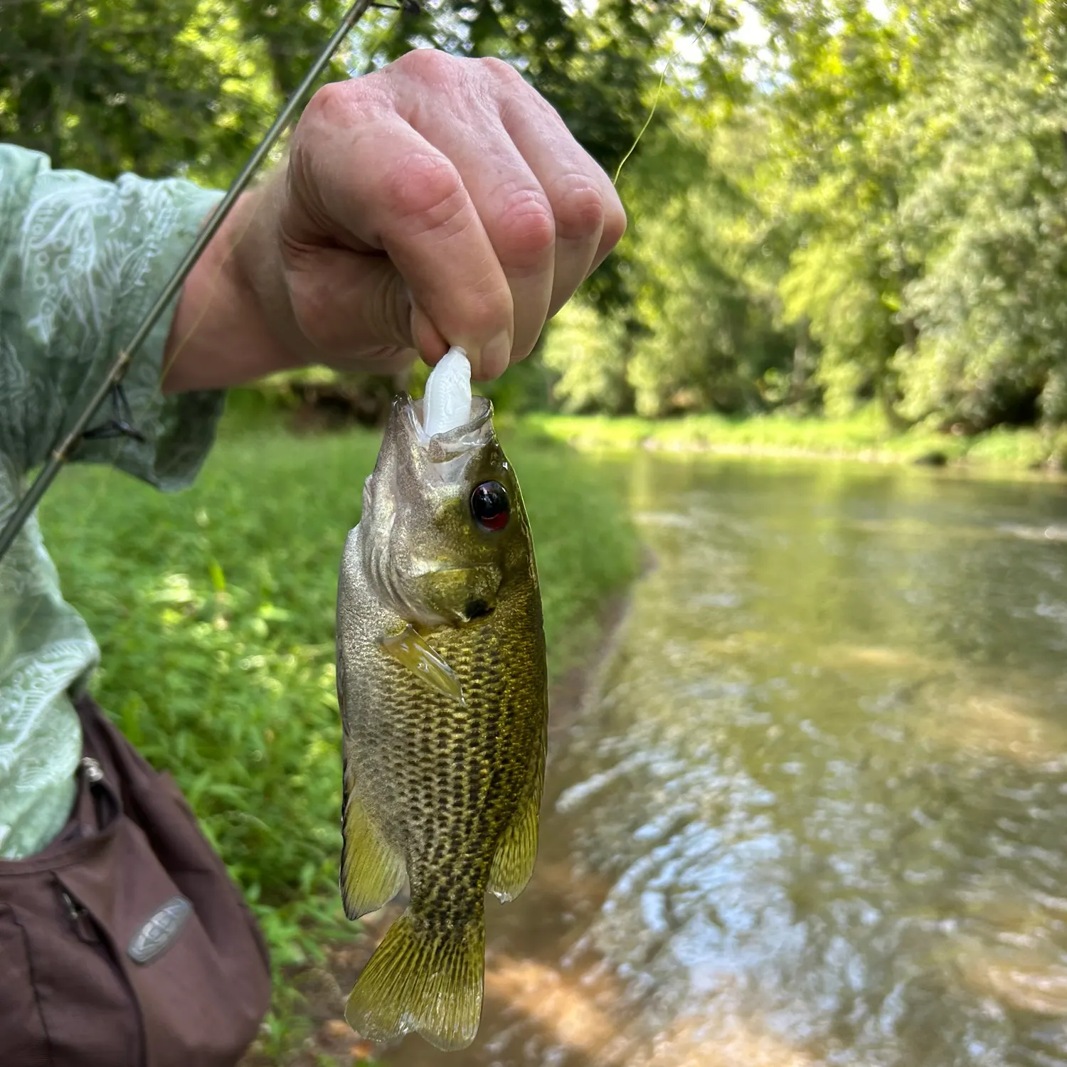 Rock bass caught on Fishbrain