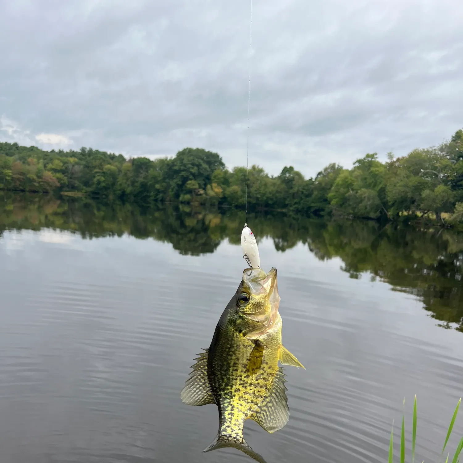 Black crappie caught on Fishbrain