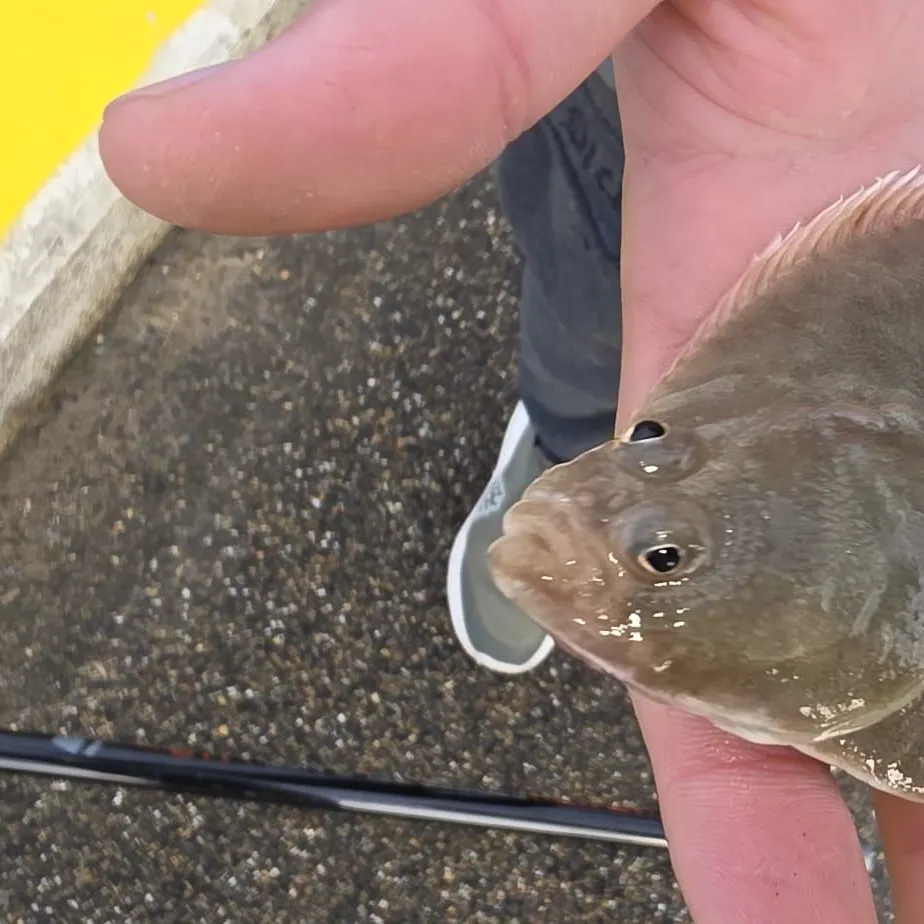 The most recent European flounder catches on Fishbrain