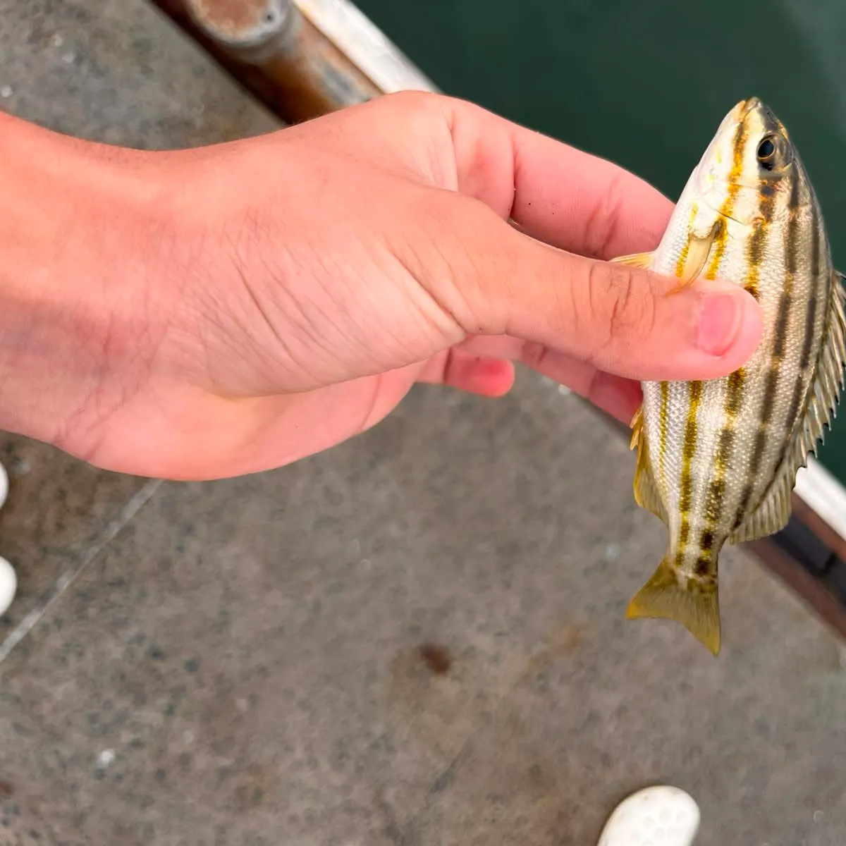 The most recent Eastern striped grunter catches on Fishbrain