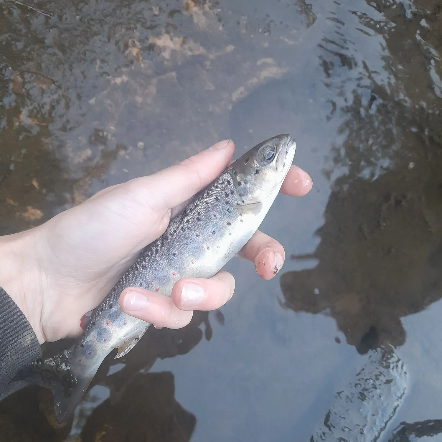 Brown trout caught on Fishbrain
