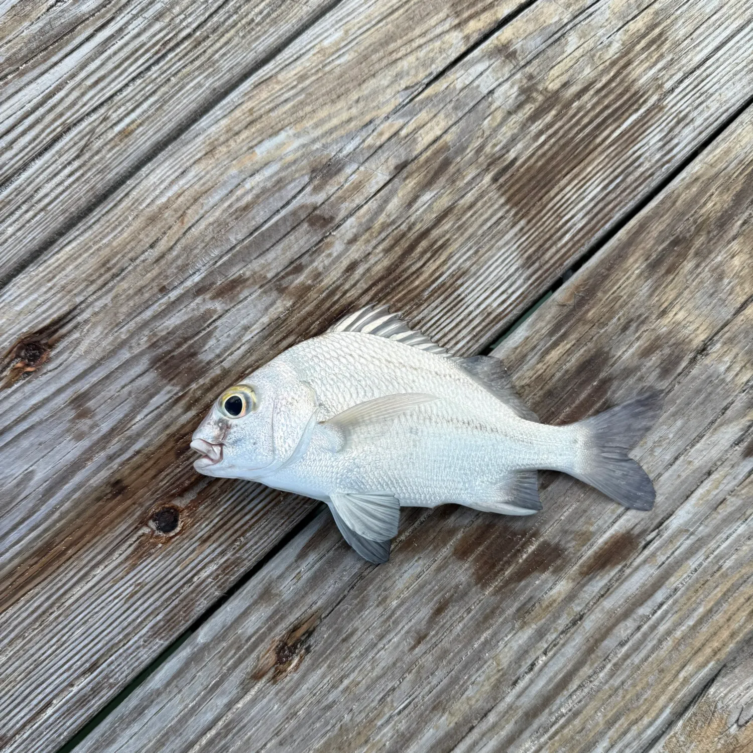 The most recent White margate catches on Fishbrain