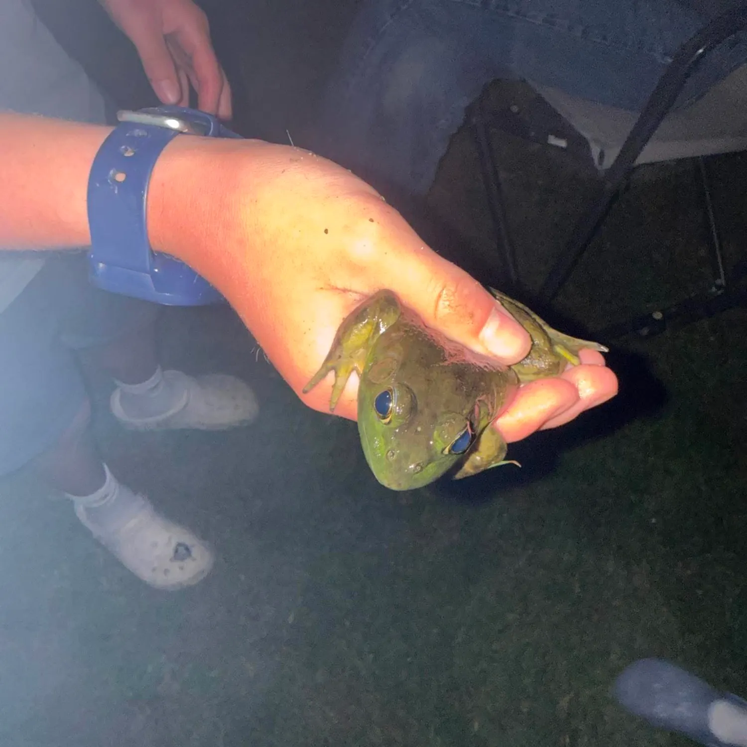 American bullfrog caught on Fishbrain