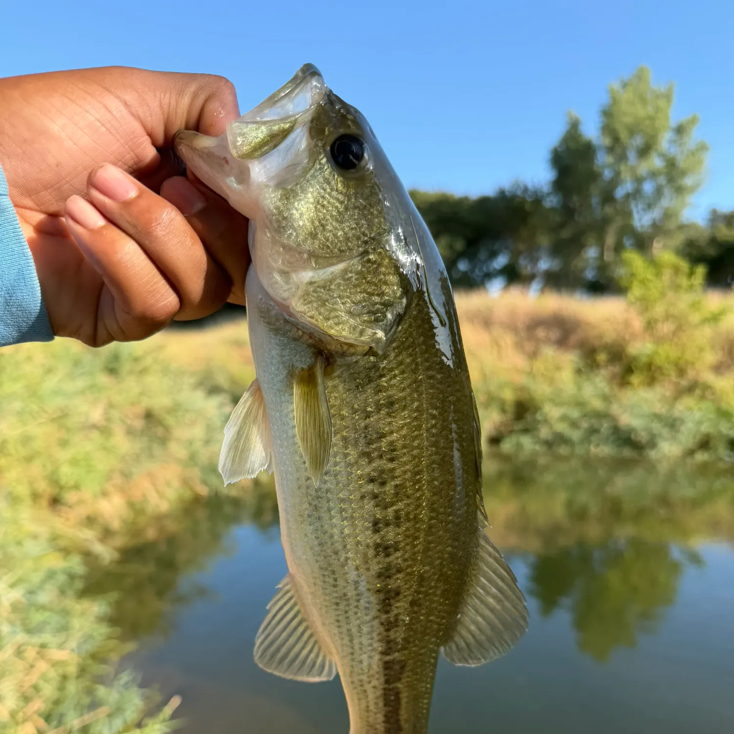 Spotted bass caught on Fishbrain