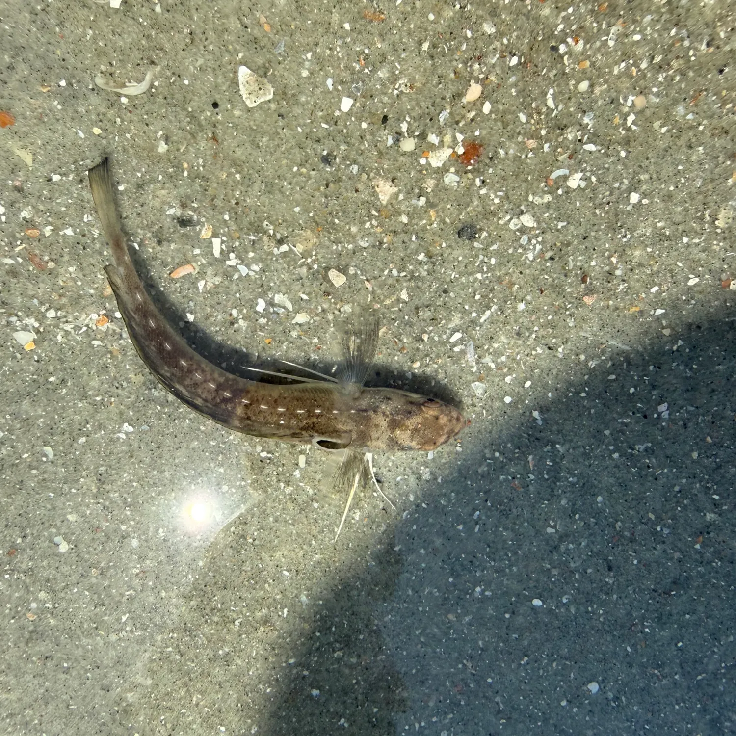 The most recent Darter goby catches on Fishbrain