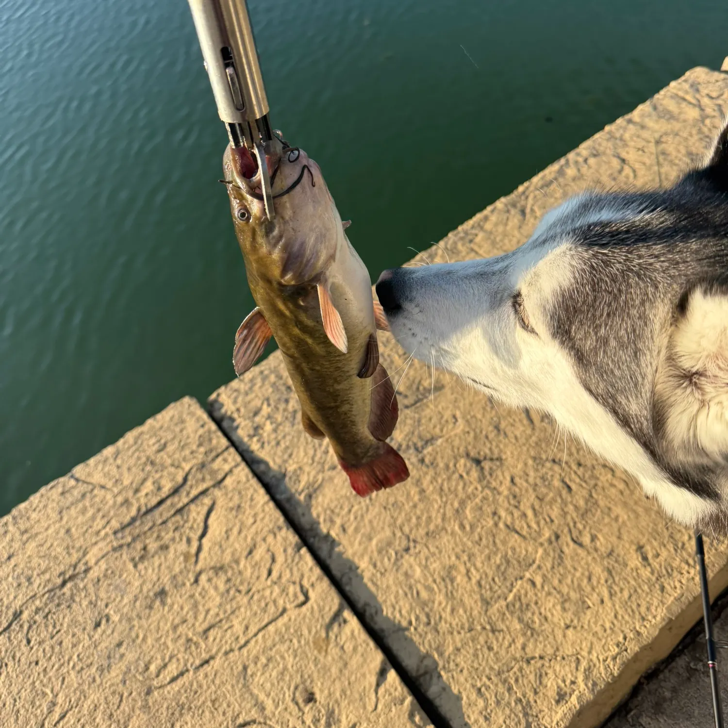 Brown bullhead caught on Fishbrain