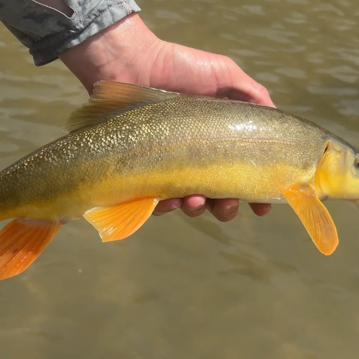 The most recent Flannelmouth sucker catches on Fishbrain
