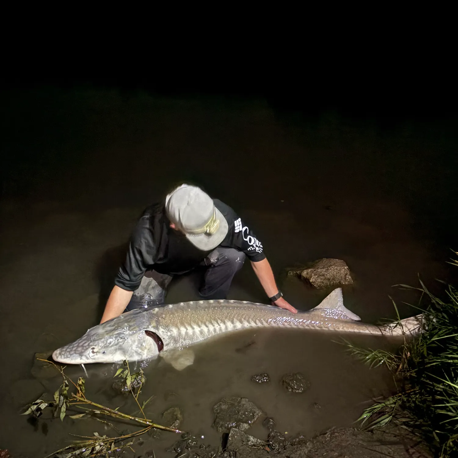White sturgeon caught on Fishbrain