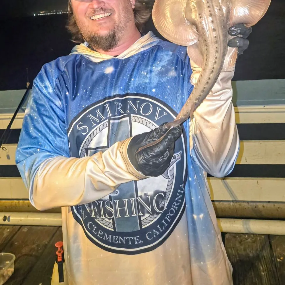 The most recent Thornback guitarfish catches on Fishbrain