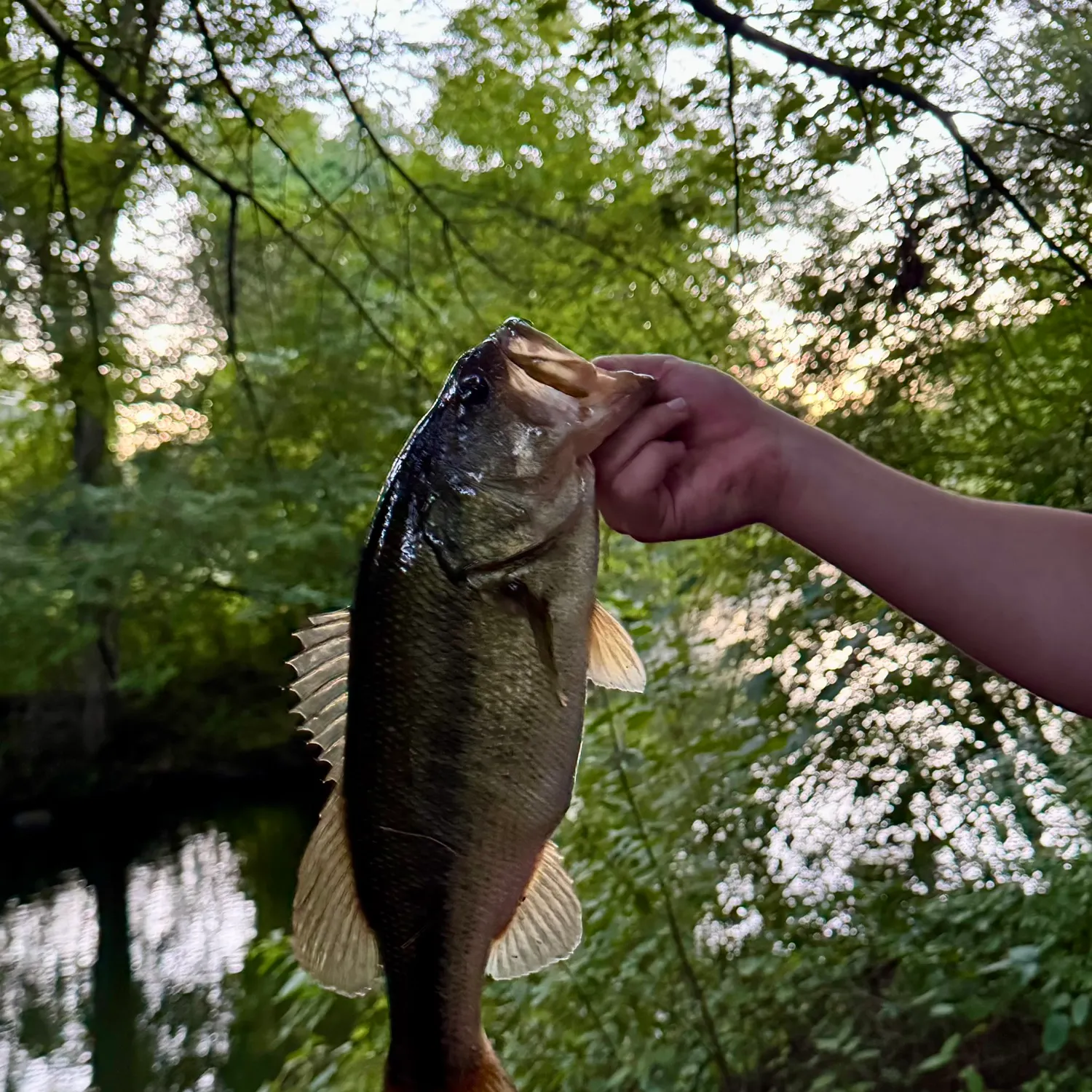 Largemouth bass caught on Fishbrain