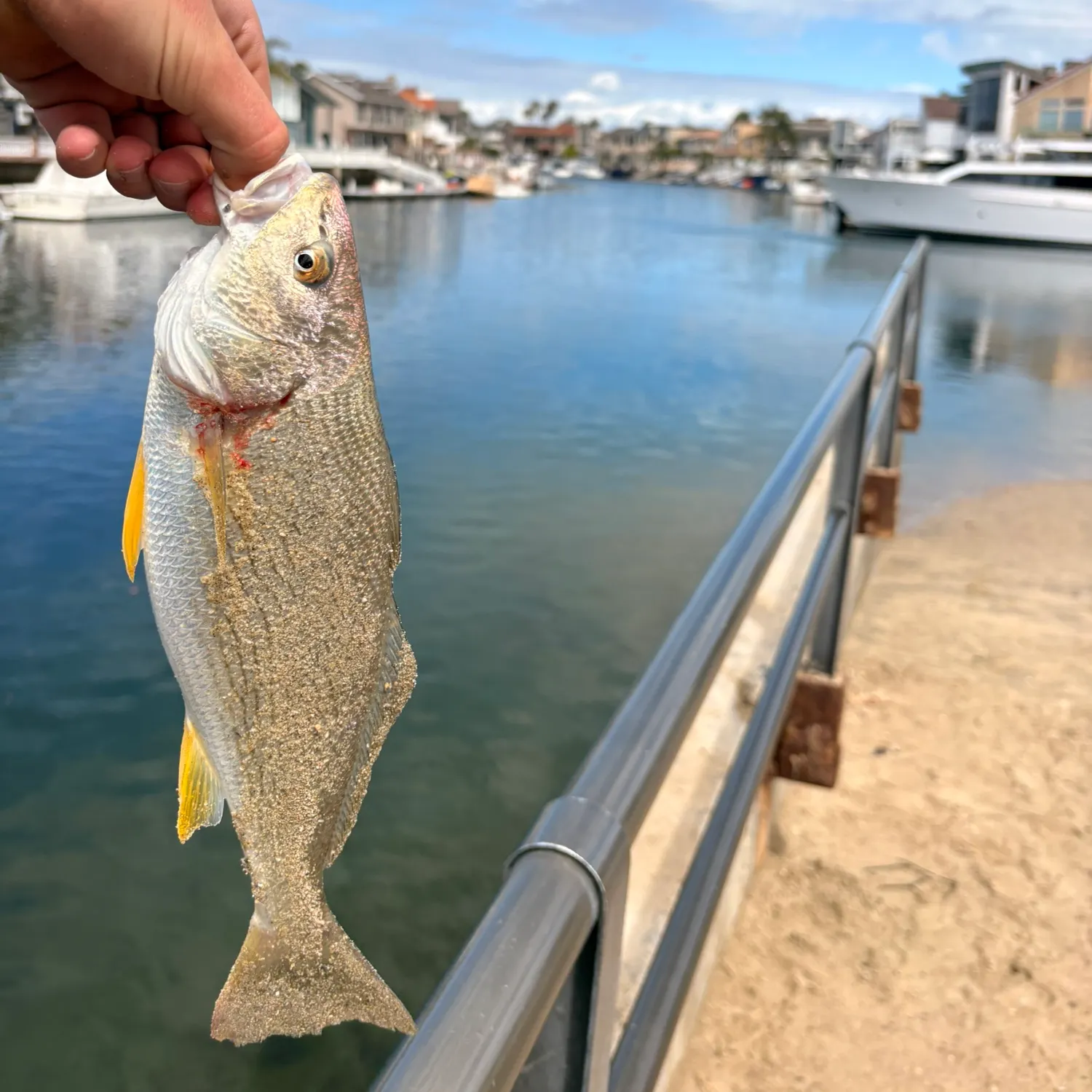 The most recent Yellowfin croaker catches on Fishbrain