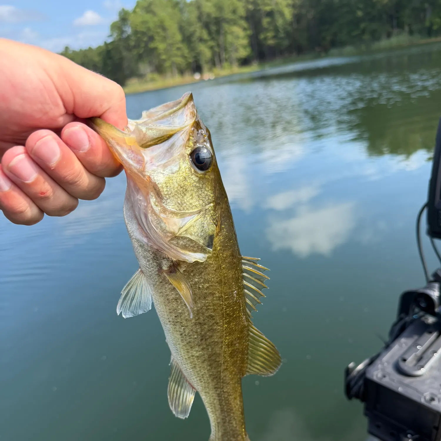 Largemouth bass caught on Fishbrain