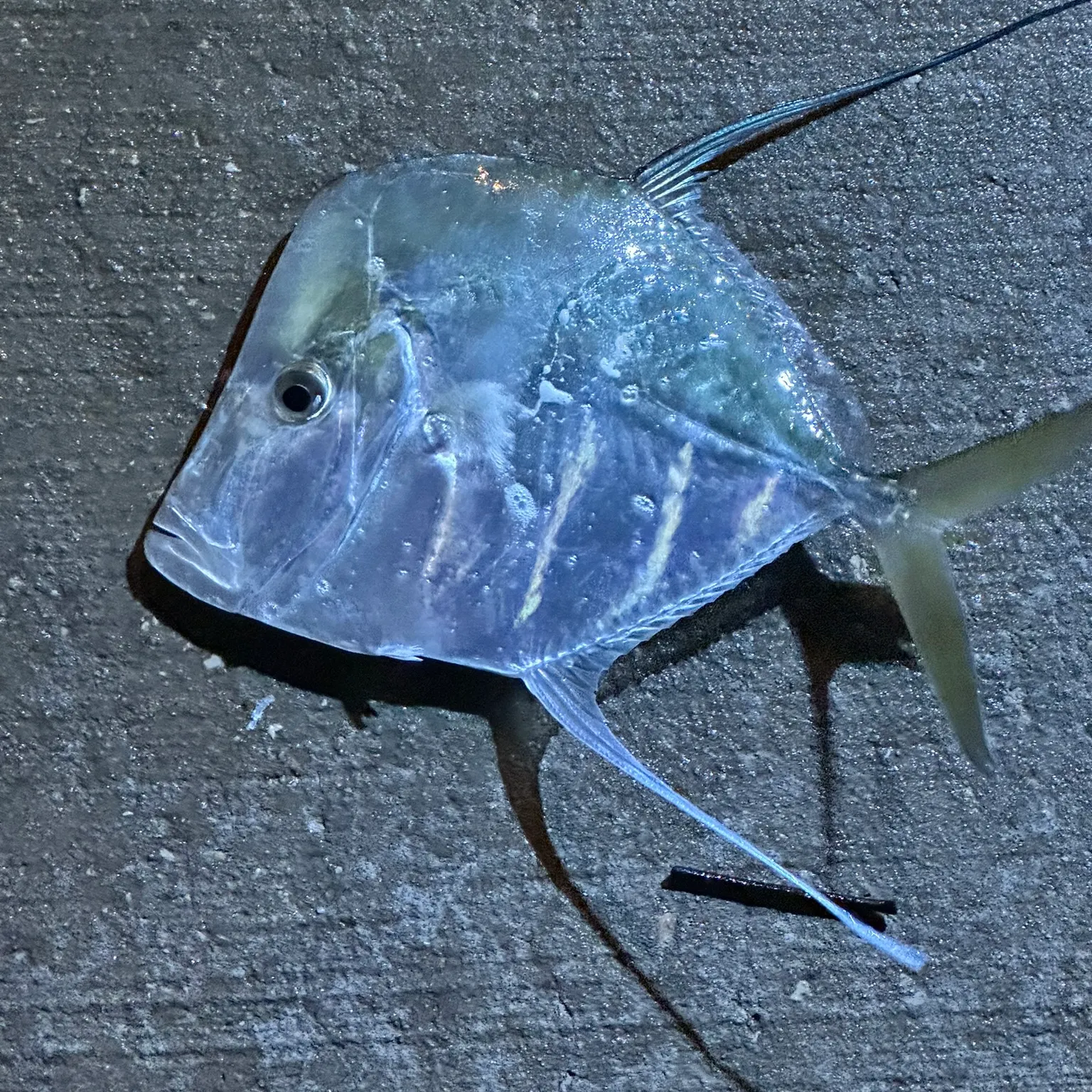 The most recent Lookdown catches on Fishbrain