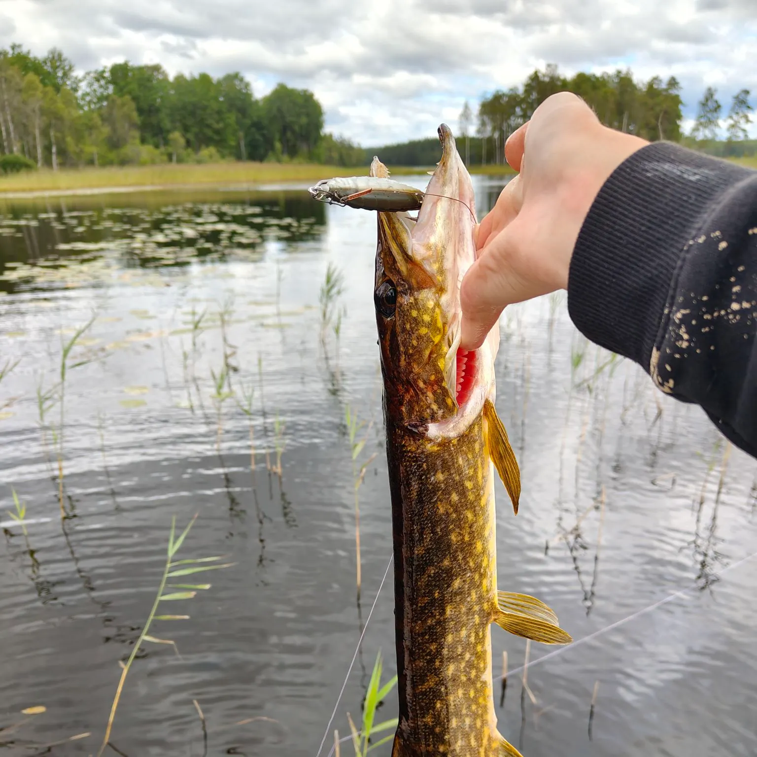Northern pike caught on Fishbrain