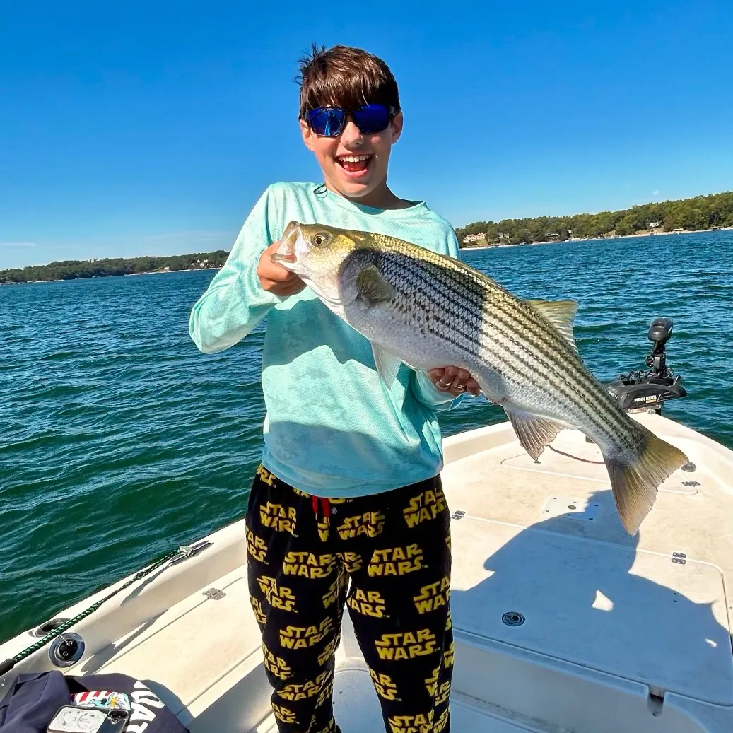 Striped bass caught on Fishbrain