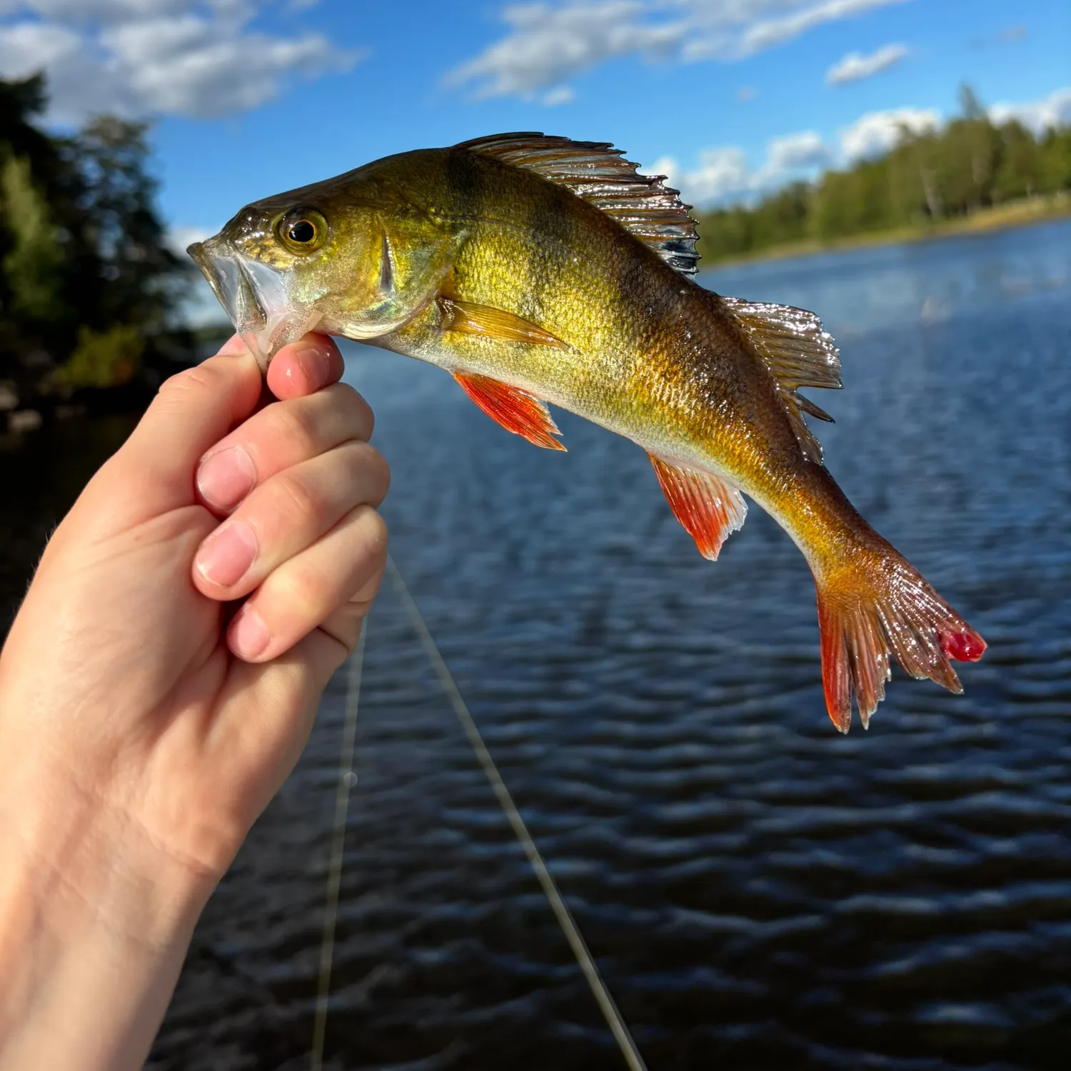 European perch caught on Fishbrain