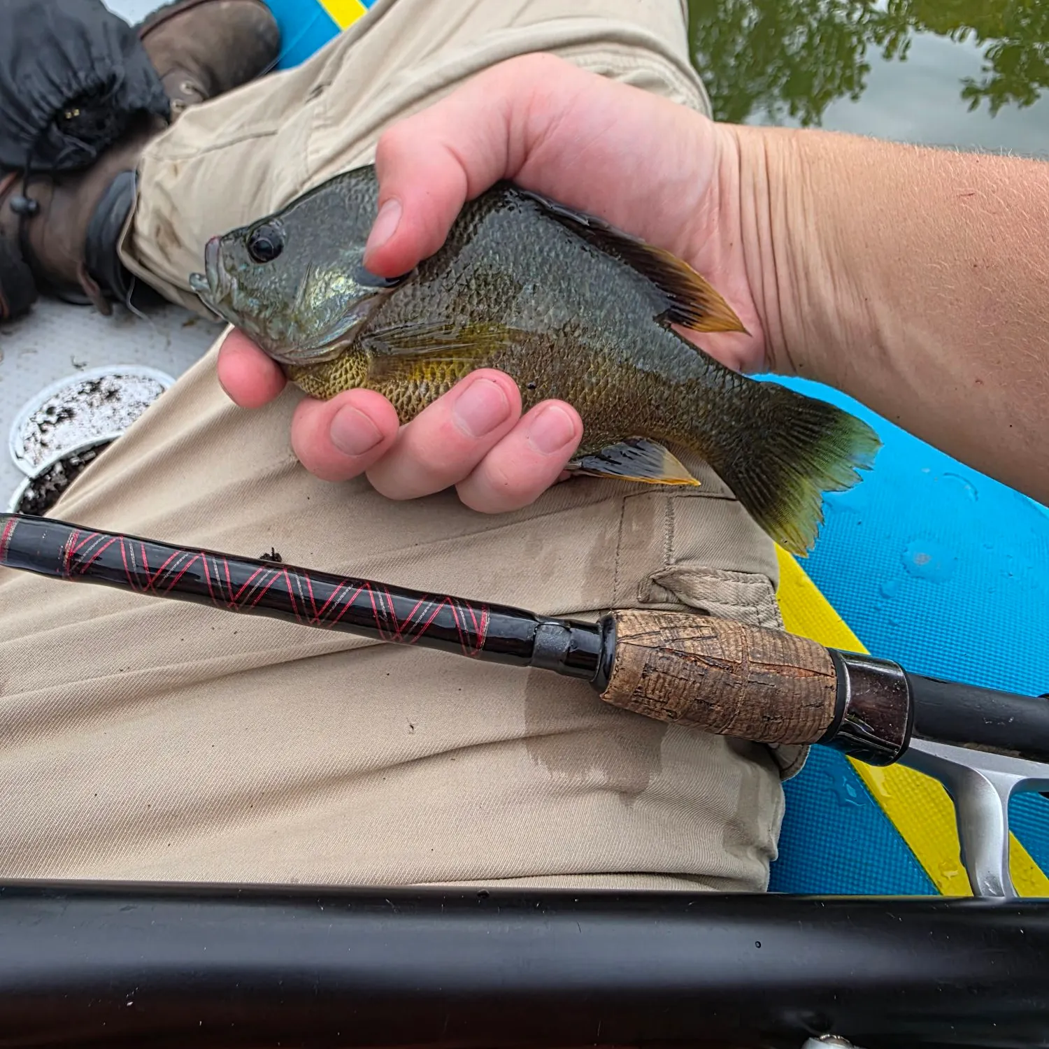 Bluegill caught on Fishbrain
