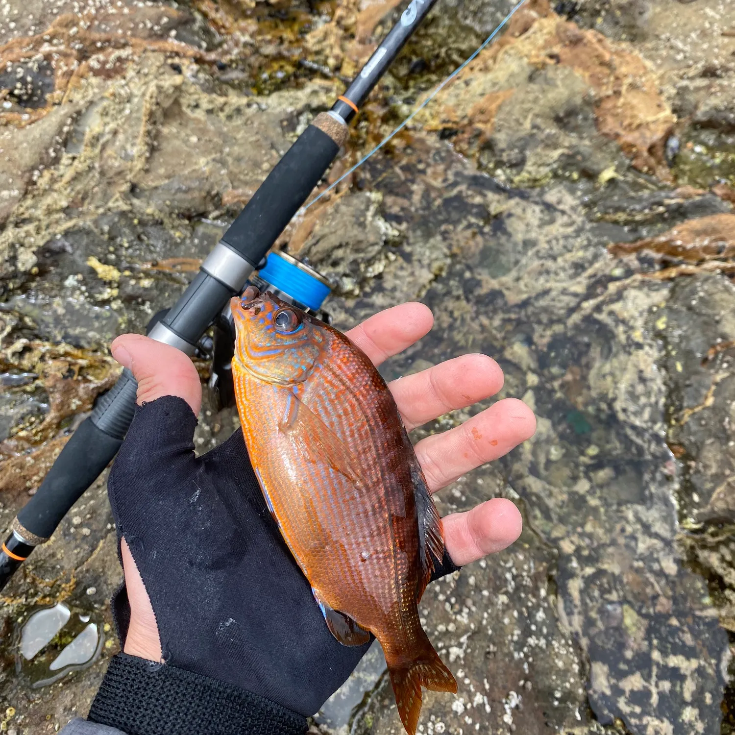 The most recent Rainbow surfperch catches on Fishbrain