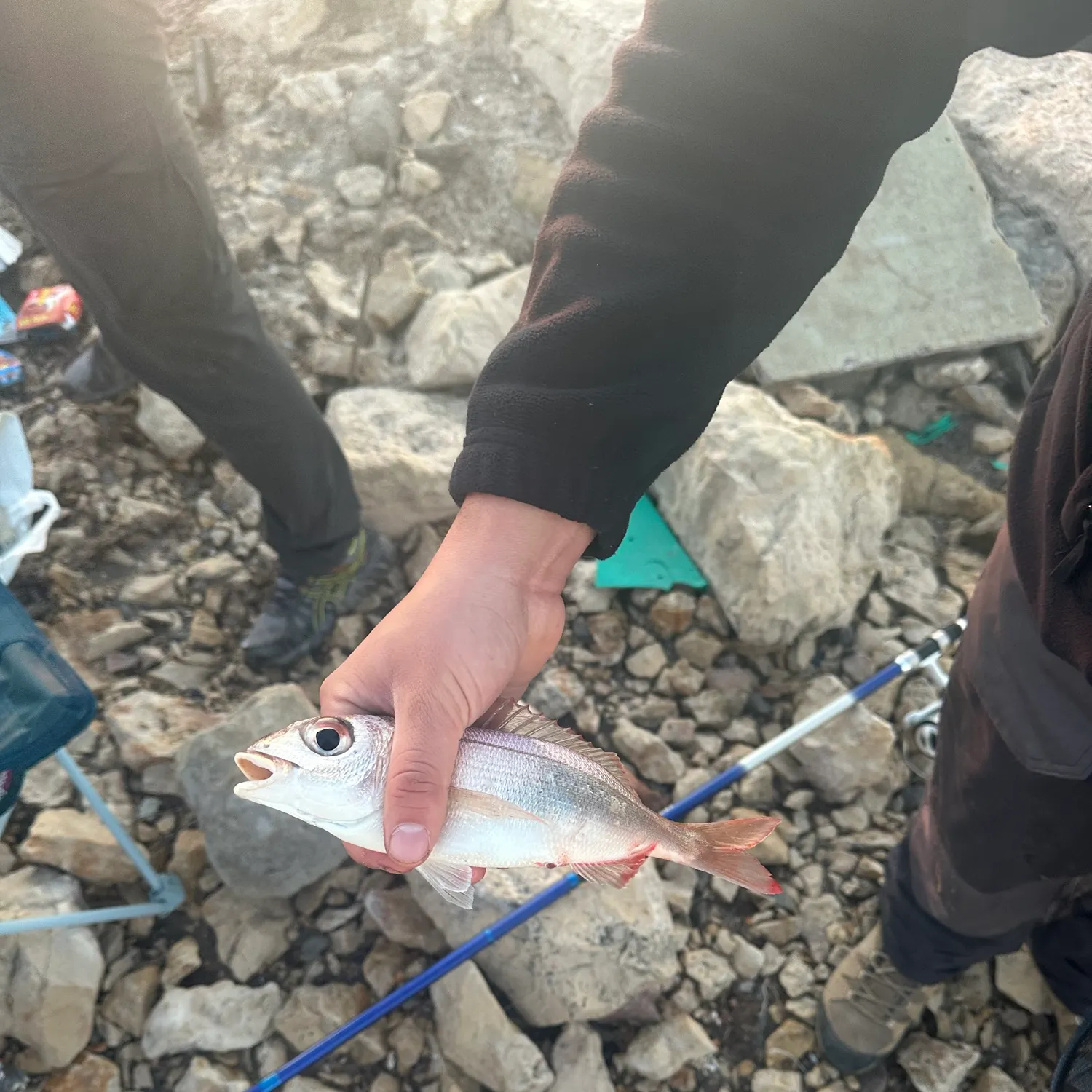The most recent Blackspot seabream catches on Fishbrain