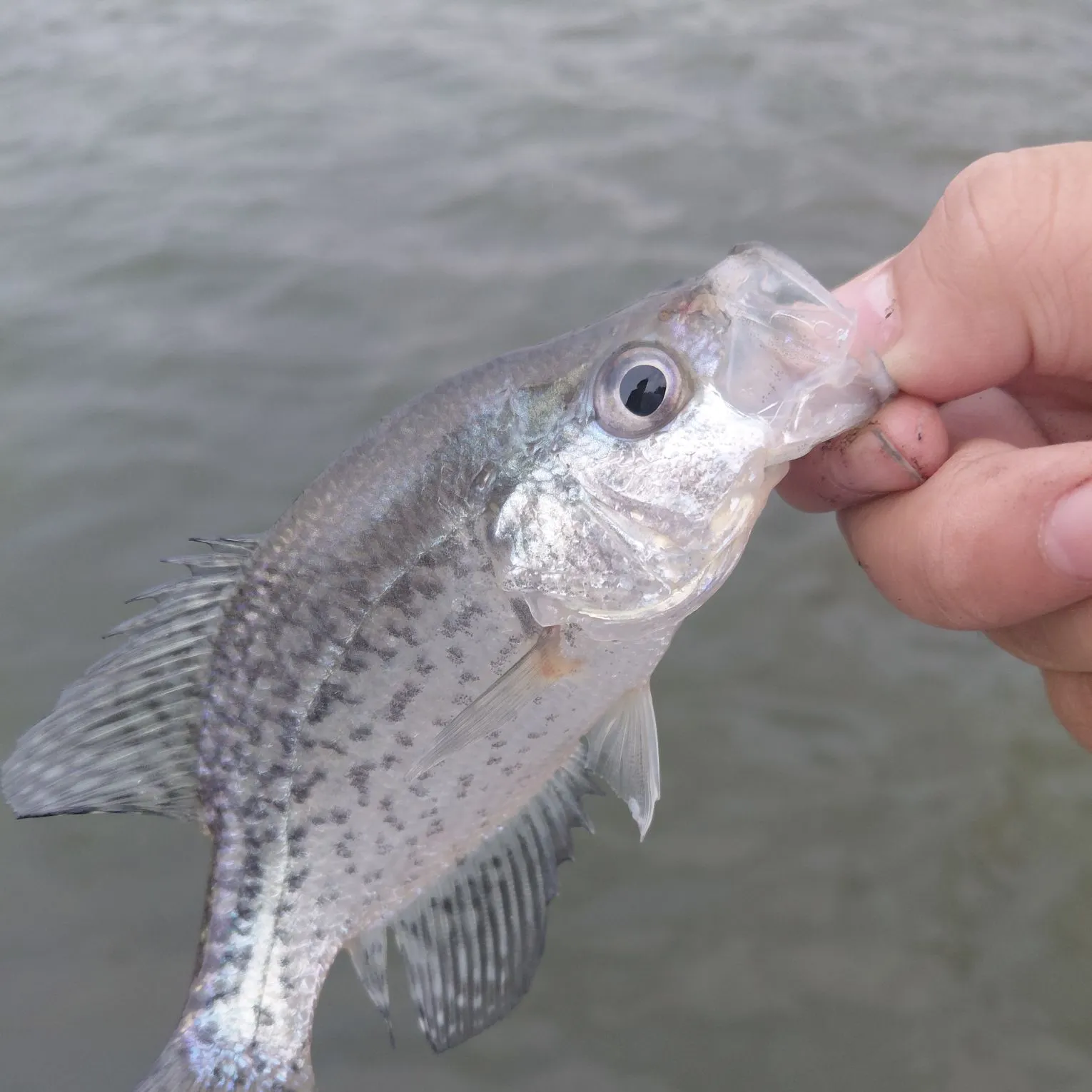 White crappie caught on Fishbrain