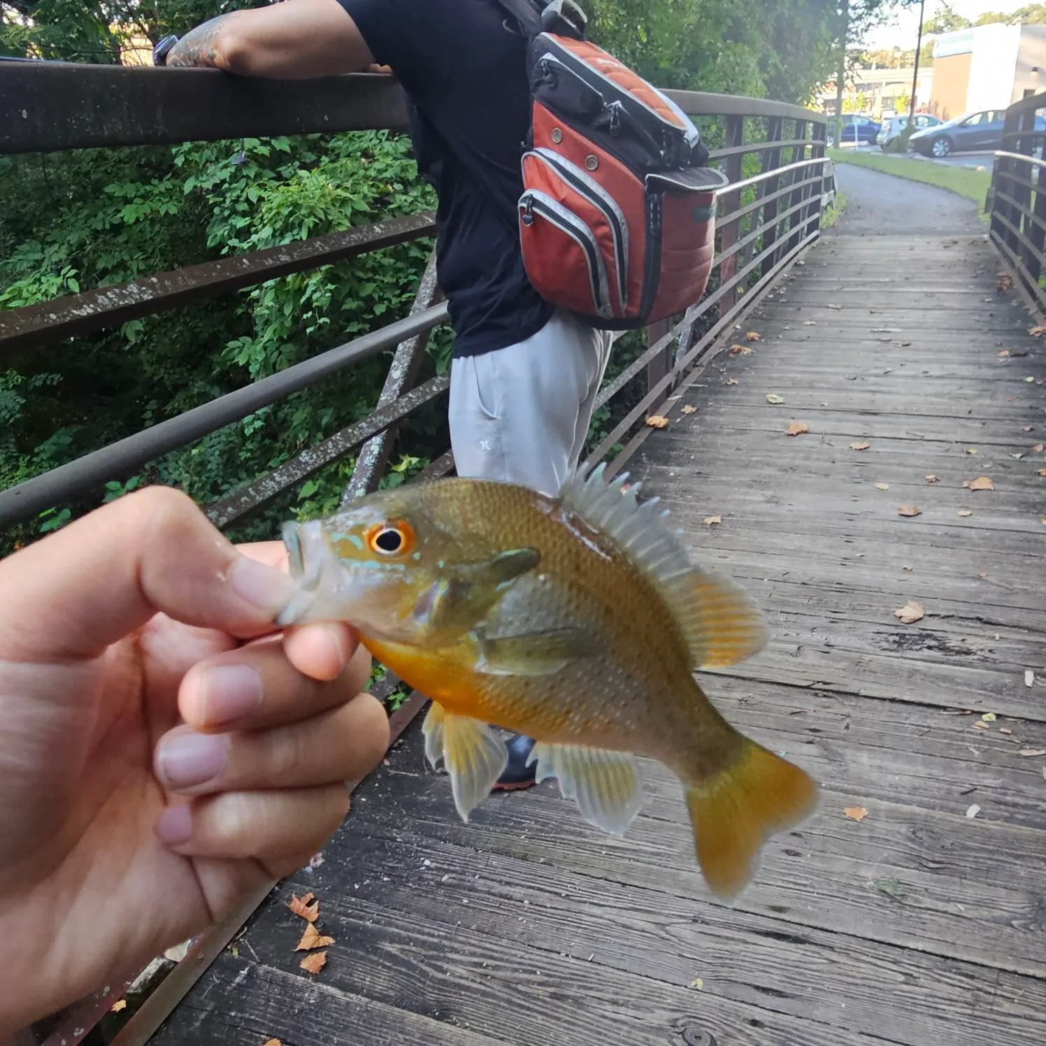 Redbreast sunfish caught on Fishbrain