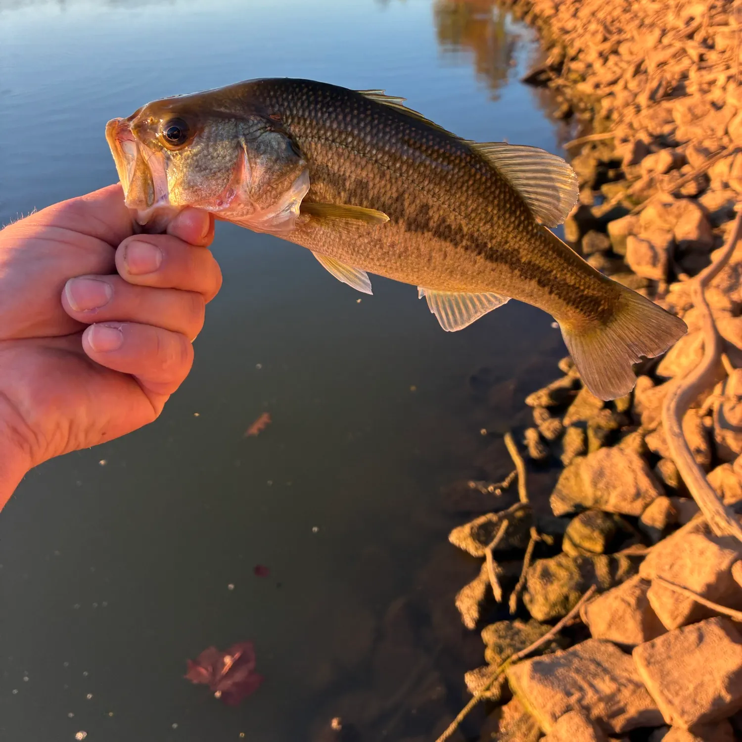 Largemouth bass caught on Fishbrain