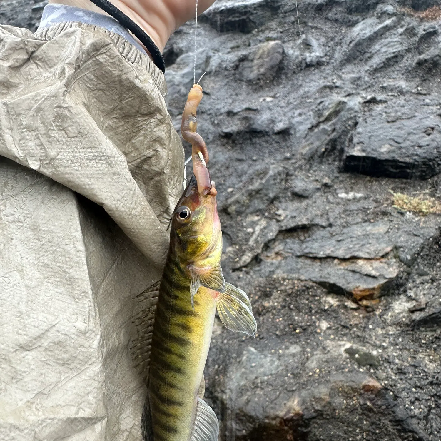 The most recent Common logperch catches on Fishbrain