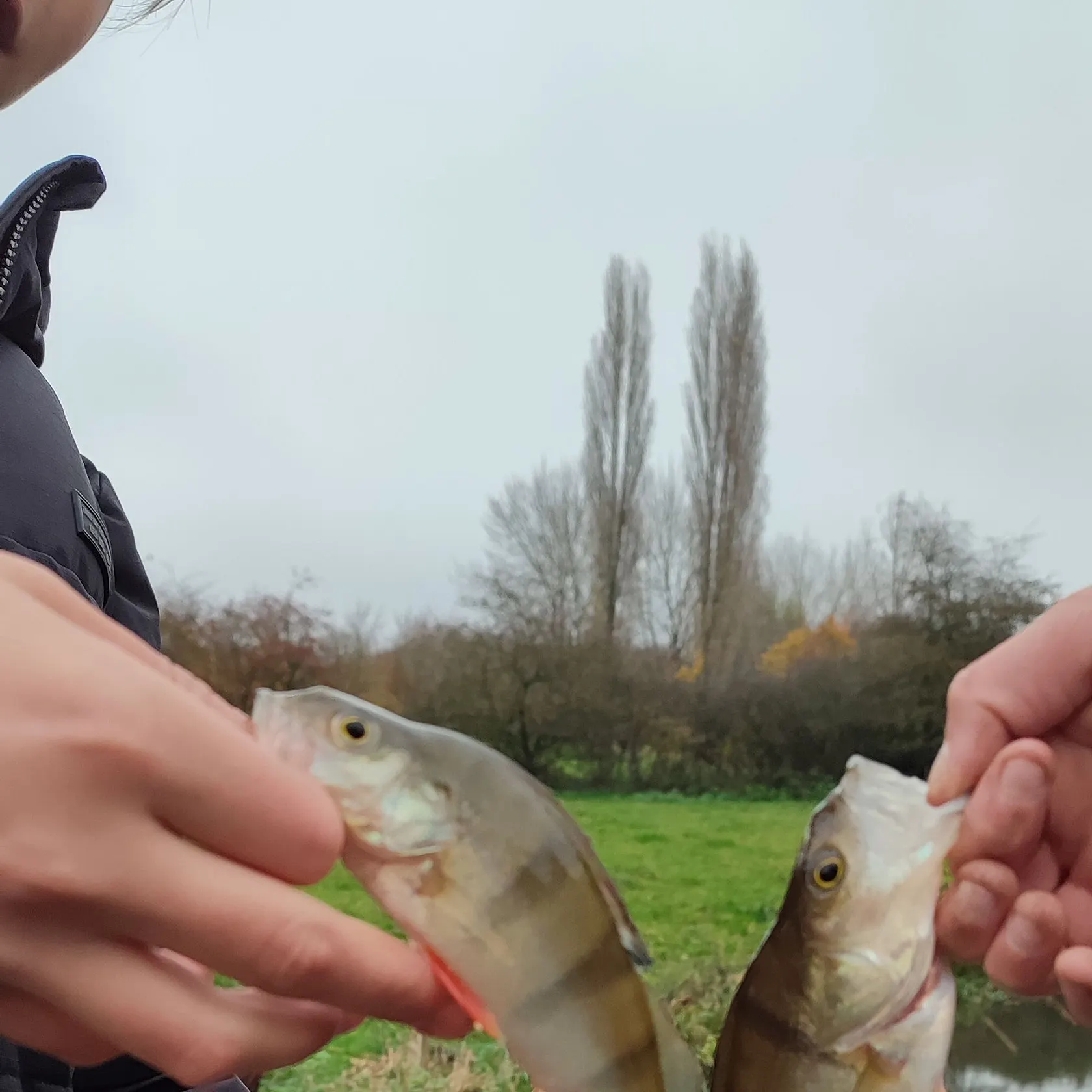 European perch caught on Fishbrain