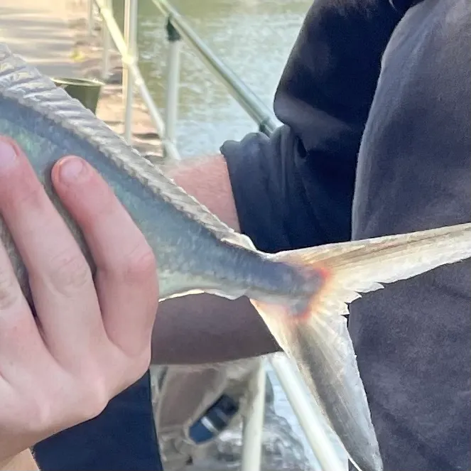 The most recent White trevally catches on Fishbrain