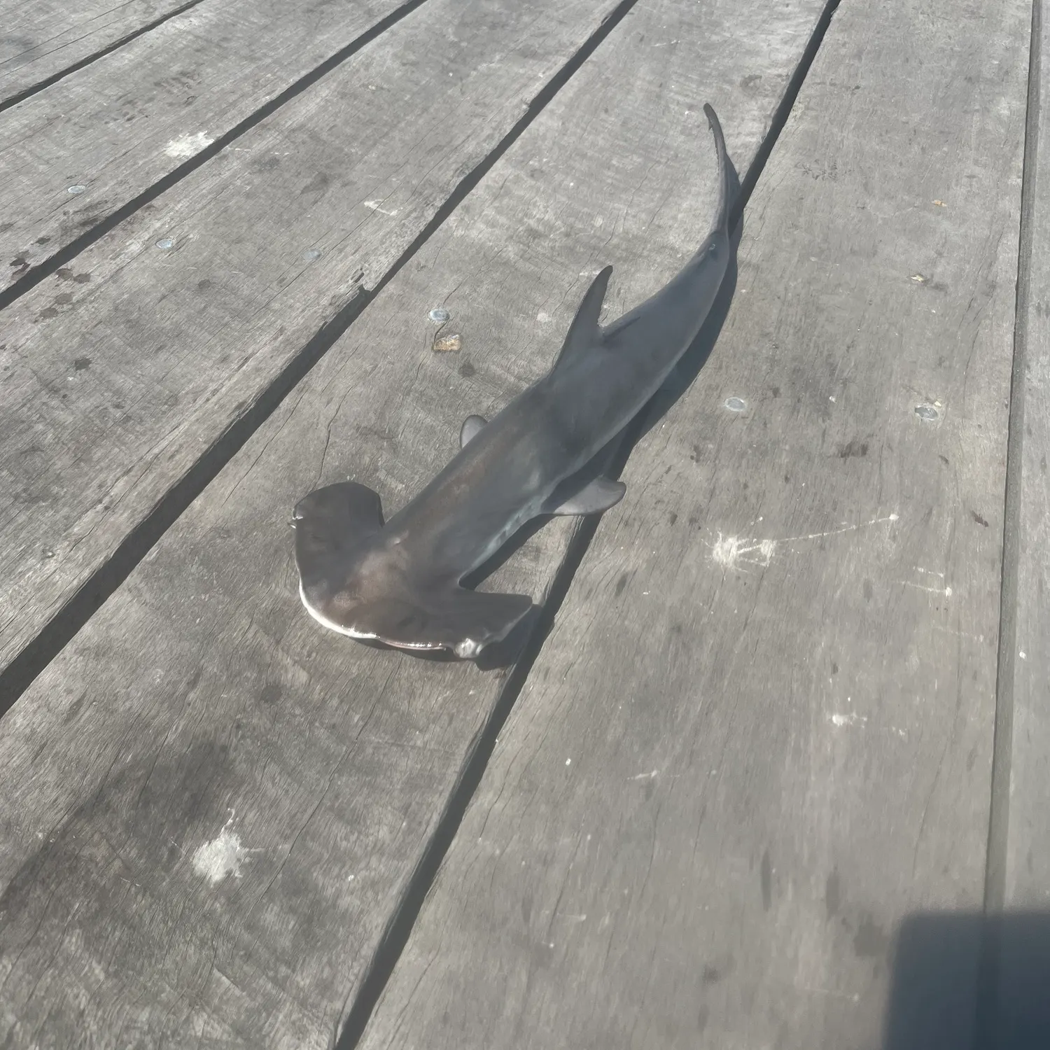 The most recent Scalloped hammerhead shark catches on Fishbrain