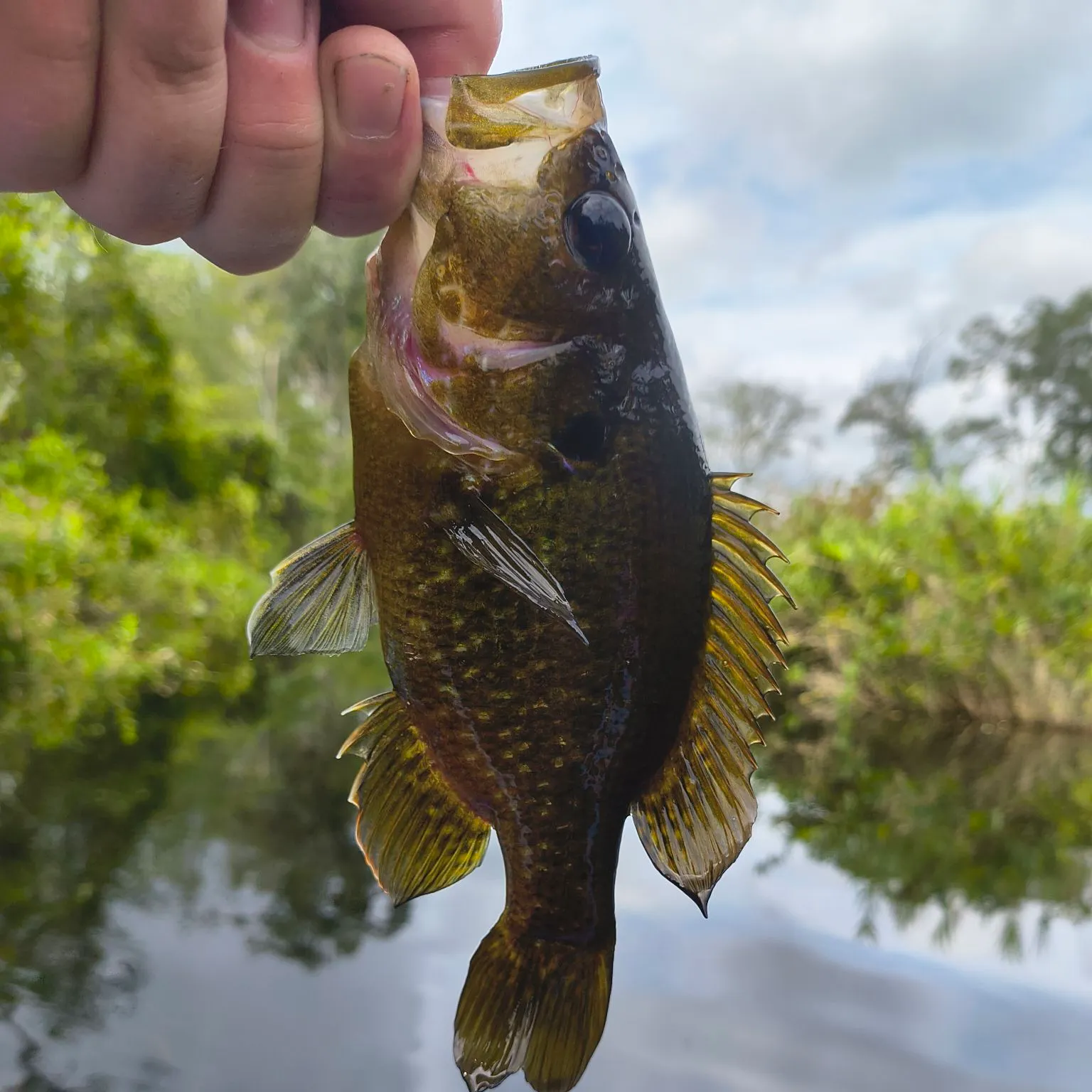 Warmouth caught on Fishbrain